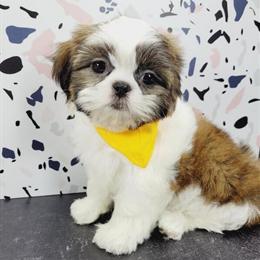 Shih Tzu Puppies Available in New York - New Jersey in Brooklyn, ny