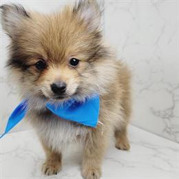 Pomeranian Puppies for Sale in New York and New Jersey in Brooklyn, ny