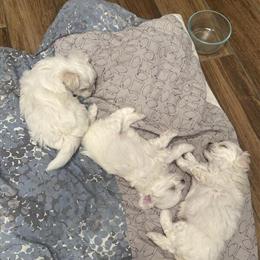 Maltese Puppies Ready for Forever Homes in Sheridan, il
