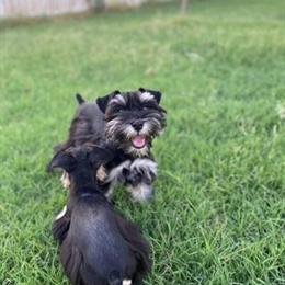 Miniature Schnauzer Puppies Ready Now with Great Temperament in Phoenix, az