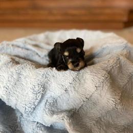 Mini Schnauzer Puppies with Great Temperament Ready Now in Phoenix, az