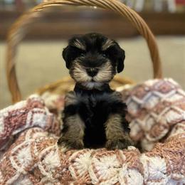 Mini Schnauzer Puppies with Great Temperament Available Now in Phoenix, az