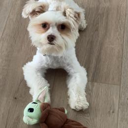 Proven AKC Parti Yorkshire Terrier Stud Service Available in Charlotte, nc