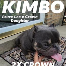 Blue Tricolor Male Open for Stud - 12 Months Old in Chicago, il