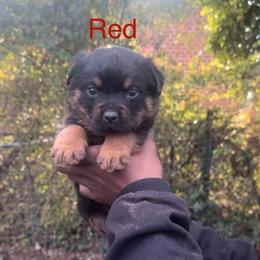 Rottweiler Puppies Available in Richmond, va