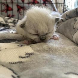 Ragdoll Kittens Available for Adoption in Spruce Pine, nc