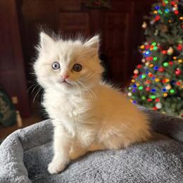 Ragdoll Lynx Kitten Ready for Christmas in Marshall, wi
