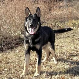 Male German Shepherd Puppy for Sale in Charlottesville, va