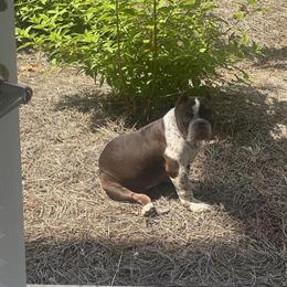 American Bully - 3 Months Old Female in Lithonia, ga