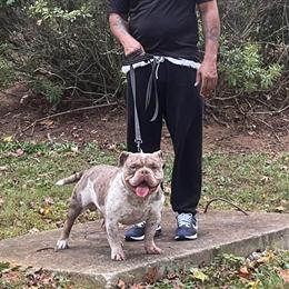 American Bully Puppies Available in Lithonia, ga