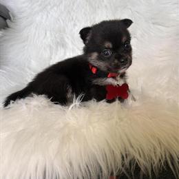 Pomchi Female Puppy Available for $500 in Jacksonville, nc