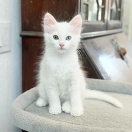 Turkish Angora Kittens for Sale in Corona, ca