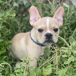French Bulldog Males Available in Orlando, fl