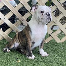 English Bulldog Male Available in Orlando, fl