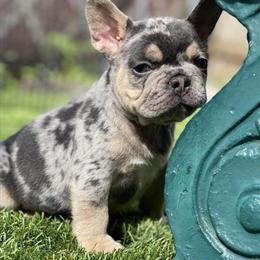 French Bulldog Puppies Available in Orlando, fl