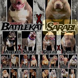 American Bully Pups Available in Dallas, tx
