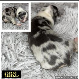 American Bully Merle Pups Available in Dallas, tx