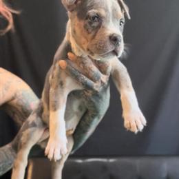 Female American Bully Puppies - Tri & Merle Tri in Dallas, tx