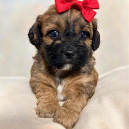 Shih Tzu Companions Ready for Homes on December 18th in Hesperia, ca