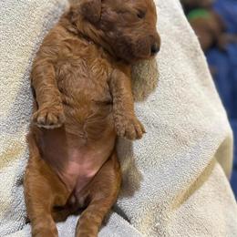 Standard Poodle Female Puppy Available - Red Color in Brighton, co