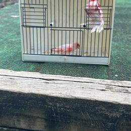 Healthy Canaries for Sale Starting at $100 in Bethlehem, pa