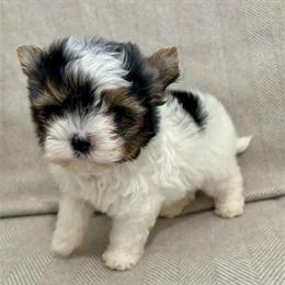 Teacup Puppies - Trained with Health Guarantee in Detroit, mi