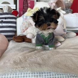 Teacup Biewer Yorkie Sparkles Ready for a New Home in Detroit, mi