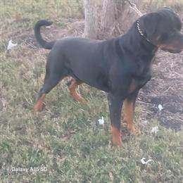 Male Rottweiler with Great Bloodline in Houston, TX in Houston, tx