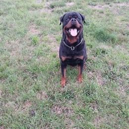 Rottweiler Male Stud Available for Service in Houston, Texas in Houston, tx