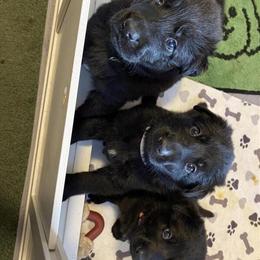 German Shepherd Puppies - All Black Litter Available in Coudersport, pa