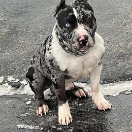 Merle Stud Zeus Available for Breeding in Chicago, il