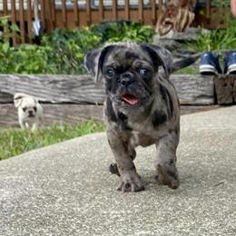 Pug puppies available: merle and fawn in Trenton, oh