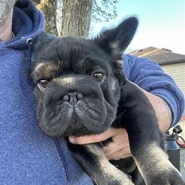 Big Rope French Bulldog Ready for Stud in Trenton, oh