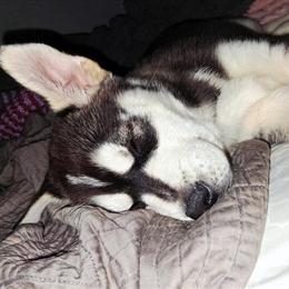 12 Week Female Siberian Husky in Richmond, va