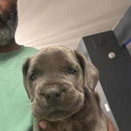 Cane Corso Puppy Available for Adoption in Southfield, mi