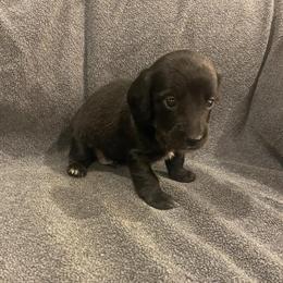 Miniature Dachshund Puppies Available Now in Williamsburg, ky