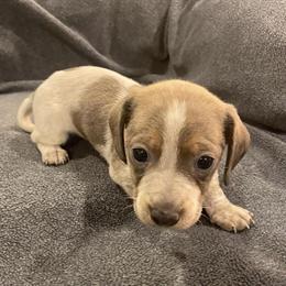 Miniature Dachshund Ready for Adoption in Williamsburg, ky