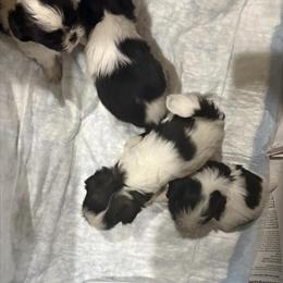 Female Shih Tzu Puppies Ready for Forever Homes in Zanesville, oh