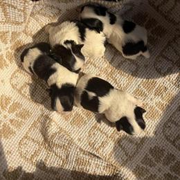 Female Shih Tzu Puppy Looking for a Forever Home in Zanesville, oh