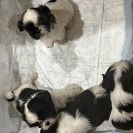 Female Shih Tzu Puppies Available in Zanesville, oh