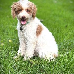 Mini F1b Bernedoodle Puppies Ready Before Christmas in Port Huron, mi