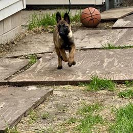 Belgian Malinois Female - 5 Months Old, All Shots and Microchipped in Alpena, mi