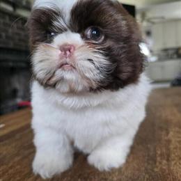 Female Shih Tzu Puppy Ready Now in Stroudsburg, pa
