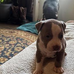 Pitbull Puppies Available for Forever Homes in Emmitsburg, md