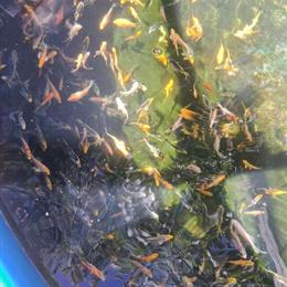 Koi Fish for Sale - Butterfly and Standard Fin, $5 Each in Tobyhanna, pa
