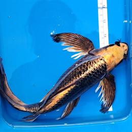 Koi Fish for Ponds with Butterfly and Standard Fins in Tobyhanna, pa