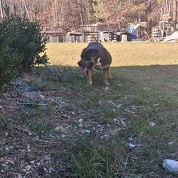 American Bully XL - Male Tri Color in Charlotte, nc