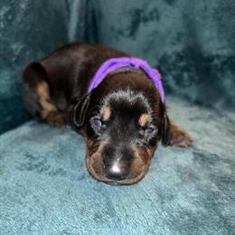 Adorable Doberman Puppies Ready for Homes in Kokomo, in