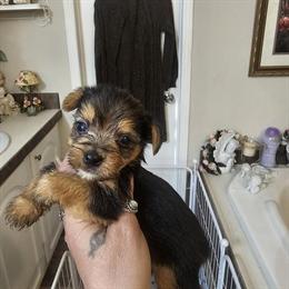Teacup Yorkshire Terrier Female Available in Corbin, ky