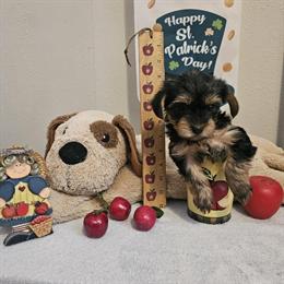 Teacup Yorkshire Terriers Available in Corbin, ky